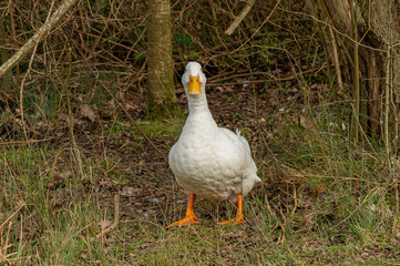 Portrait of a pekin duck in undergrowth woodland