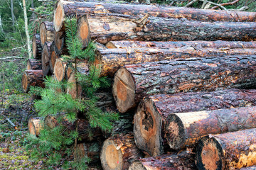 Pine tree logs timber in the forest.