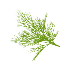 Hand drawn dill isolated on a white background.