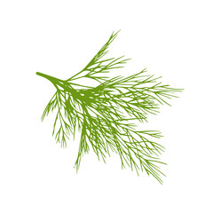 Hand drawn dill isolated on a white background.