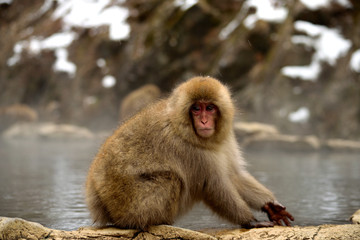 Closeup of a japanese macaque during the winter season