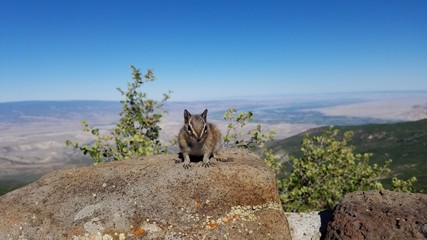 chipmunk on a rock