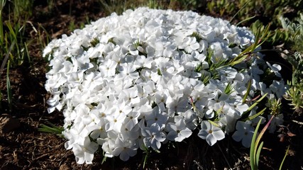 white flowers in spring