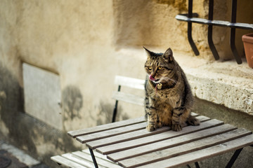 Tabby fat cat sitting on wooden table in hot summer day in Provence, France with his tongue out. Animals, mammals in old historic european city. Provence tourism travel destination