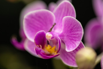 Naklejka na ściany i meble Pretty Pink Orchid Flower