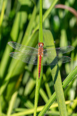 Pantala flavescens (globe skimmer, globe wanderer or wandering glider) dragonfly resting on a blade on grass in early morning sunlight, Entebbe, Uganda