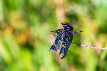 Male rhyothemis fenestrina (also known as the Black-winged flutterer, Golden flutterer, or Skylight flutterer) dragonfly perched on a twig, Entebbe, Uganda
