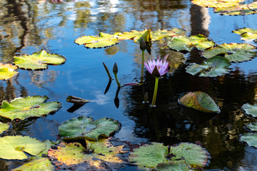 Single Lotus Flower And Lilypads In Garden