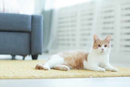 Image of domestic red and white cat lying on the carpet in the room at home