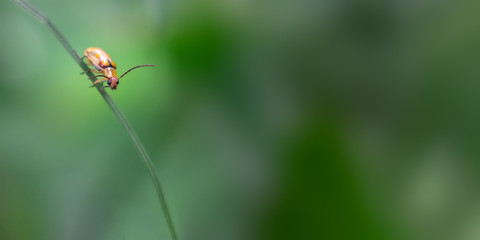 Small yellow insect looking at the camera on a narrow leaf, wide and blurred background