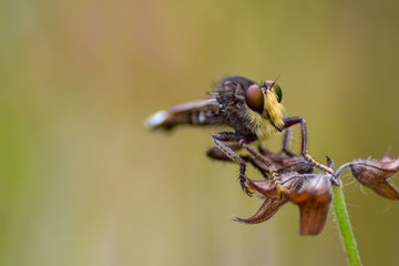 Robber Fly Macro