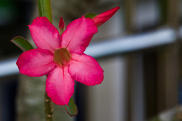 A close up of pink azalea flower