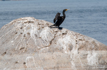 Cormorant on a stone in a lake