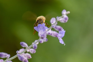 Honey bee in flight