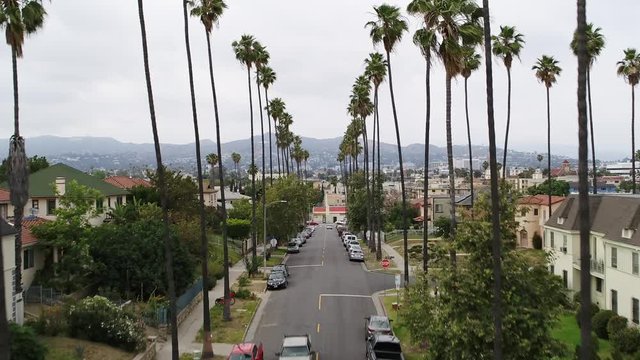 Aerial, palm trees line neighborhood street in Los Angeles