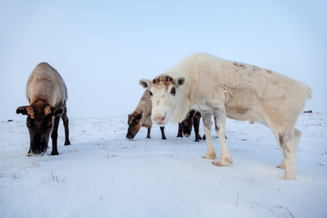 The extreme north, Yamal Peninsula,   reindeer in Tundra , Deer harness with reindeer, pasture of Nenets, Herd of reindeer in winter weather