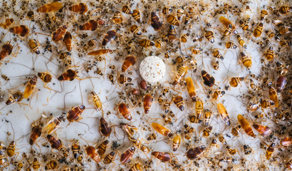 Cockroaches stuck at sticky adhesive trap bait