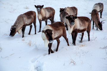 Naklejka na ściany i meble The extreme north, Yamal Peninsula, reindeer in Tundra , Deer harness with reindeer, pasture of Nenets, Herd of reindeer in winter weather