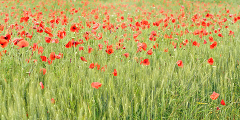 Wild red poppies growing in green field of unripe wheat