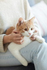 Fototapeta na wymiar Close-up of domestic cute cat sitting on woman's knees
