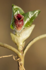 Asarum europaeum, Asarabacca, European wild ginger, hazelwort or wild spikenard, birthwort family Aristolochiaceae, European plant with reniform kidney shaped leaves and purple flowers 