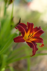 Fototapeta premium lys bordeaux jaune