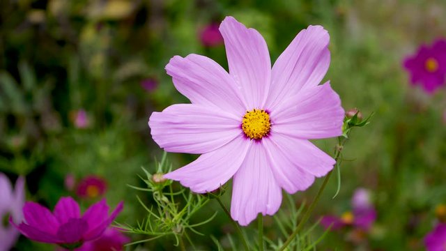 Pink and purple cosmos flowers are bloom in green background