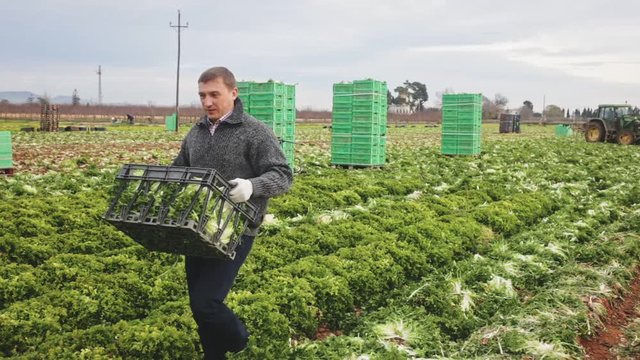 Focused farm worker arranging freshly harvested frisee in crates on farm plantation