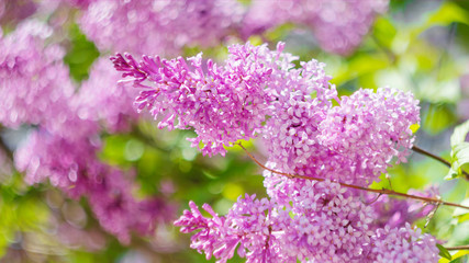 A branch of blooming lilac close-up. Small flowers. The concept of spring, summer. Banner 16: 9. Copyspace.