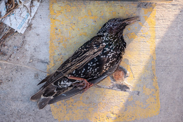 dead bird on the sidewalk 