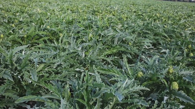 Image of harvest of artichokes growing in land, nobody