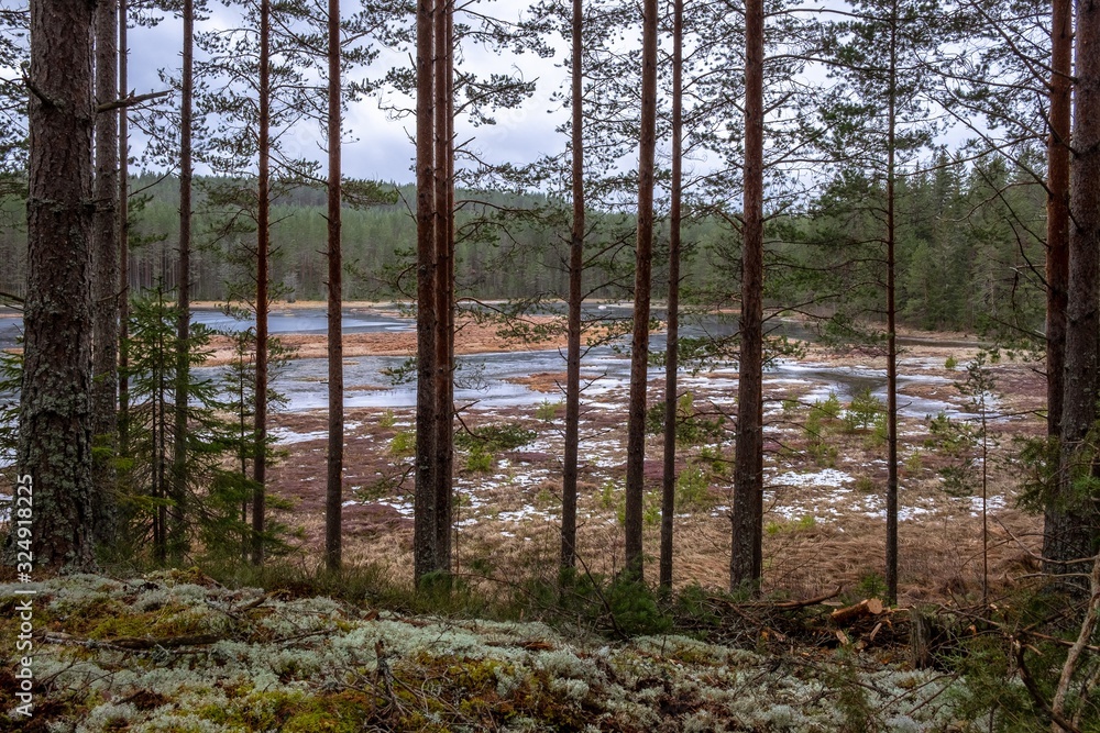 Sticker Mesmerizing view of the tall trees in the forest near the water on a gloomy day