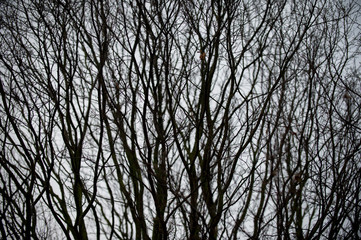 Dark wintry abstract background of silhouetted bare tree branches in low light with selective focus