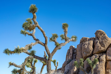 USA, California, Joshua Tree National Park. The J Tree (Yucca brevifolia)  has contorted branches...