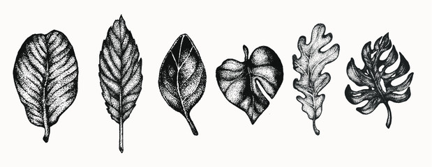 leaf plant set botanical hand drawn isolated vector artwork. Trending greenery illustrations for wedding. Drawing for your creative projects, tattoo, posters, floral compositions, graphic design.