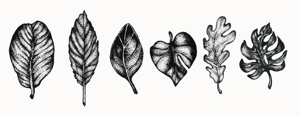 Fototapeta premium leaf plant set botanical hand drawn isolated vector artwork. Trending greenery illustrations for wedding. Drawing for your creative projects, tattoo, posters, floral compositions, graphic design.