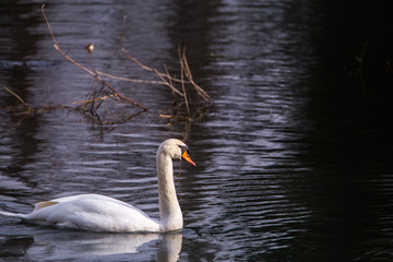Obraz premium Mute Swan (Cygnus Olor) calmly floating on the water