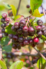 Chokeberry grows on a Bush in late summer