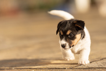 Naklejka na ściany i meble Doggy 6 weeks old. Young small Jack Russell Terrier puppy in the garden.