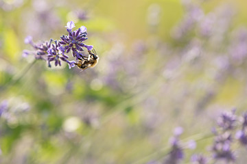 Bee is collecting honig from a lavender flower in front of blurred background