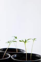 Some green sprouts in a flower pot