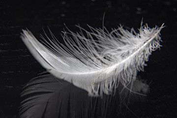Feather on black mirrow background / Top view / Copy space for text.