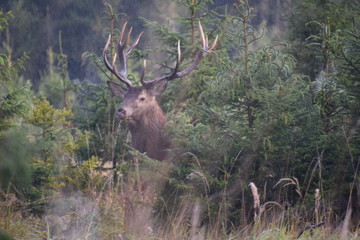 Obraz na płótnie Canvas deer elk animal wildlife wild