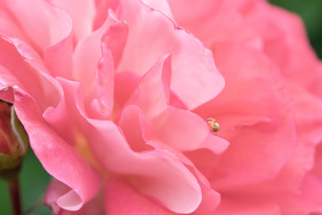 Tiny Spider on a Pink Rose Petal