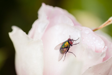 Close-up of Colorful Fly on a White Rose with Waterdrops