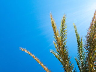 Tropical palms leaves on blue clear sky background