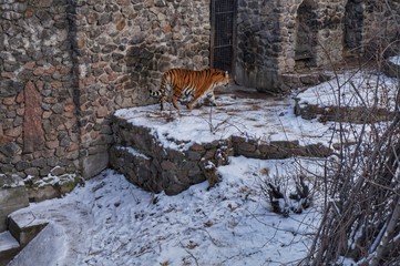 A tiger walks through an open-air cage in a zoo. Winter.