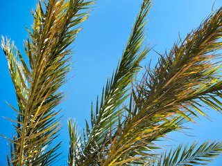 Tropical palms leaves on blue clear sky background