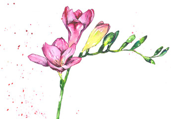 watercolor pink freesia on white background