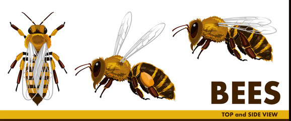 Honey bees. Realistic but simple style. Flat. Top view and side view. Flying bee with nectar. Set. Isolated object on a white background. Vector